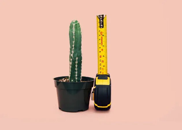 A phallic cactus aside measuring tape